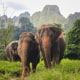 Mindfulness in Khao Sok