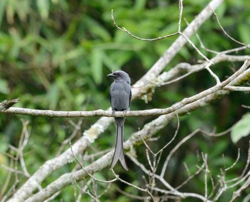 Ashy drongo 1