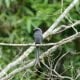 Ashy drongo 1