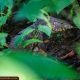 Asian Water Monitor