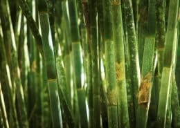 Bamboo