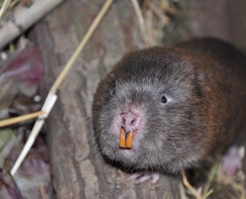 Bamboo Rat