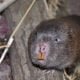 Bamboo Rat