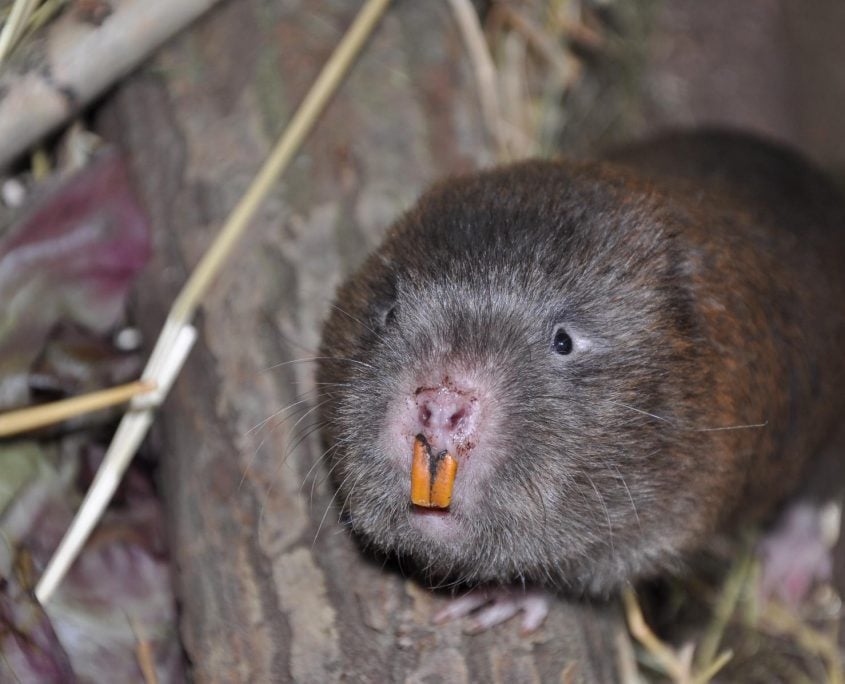 Bamboo Rat
