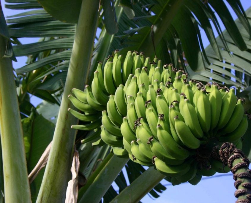 Banana 1