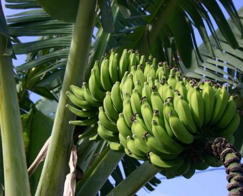 Banana