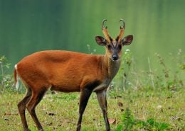 BarkingDeer