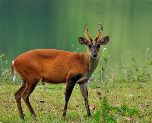 BarkingDeer