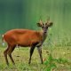 BarkingDeer