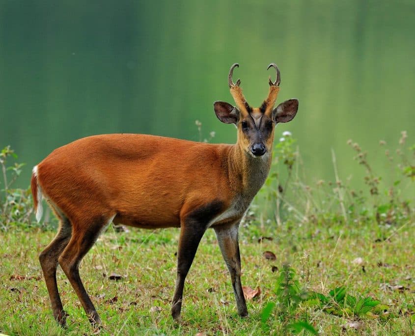 BarkingDeer