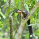 Black giant squirrel