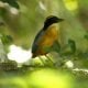 Blue Winged Pitta