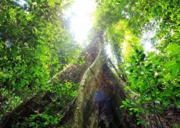 Buttressed