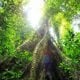 Buttressed