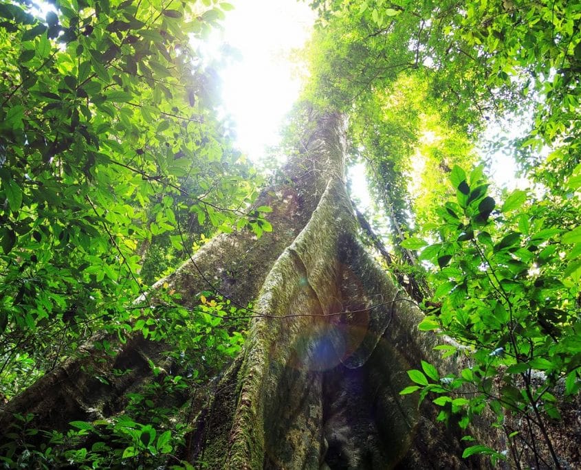 Buttressed