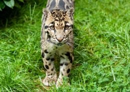 ClodedLeopard