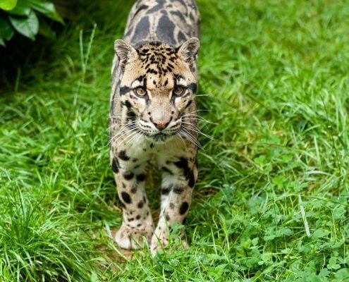ClodedLeopard