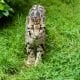 ClodedLeopard