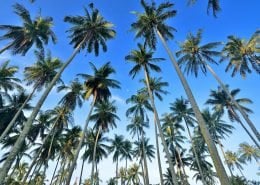 CoconutPalm