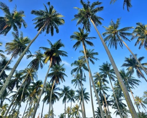 CoconutPalm