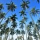 CoconutPalm
