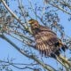 Crested Serpent Eagle