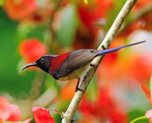 Crimson Sunbird