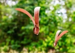 Depterocarps