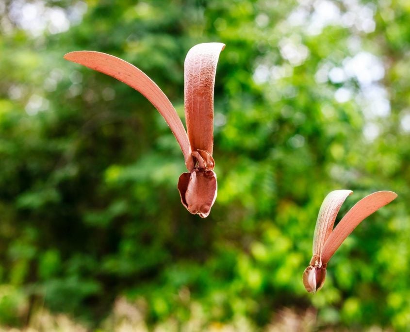 Depterocarps