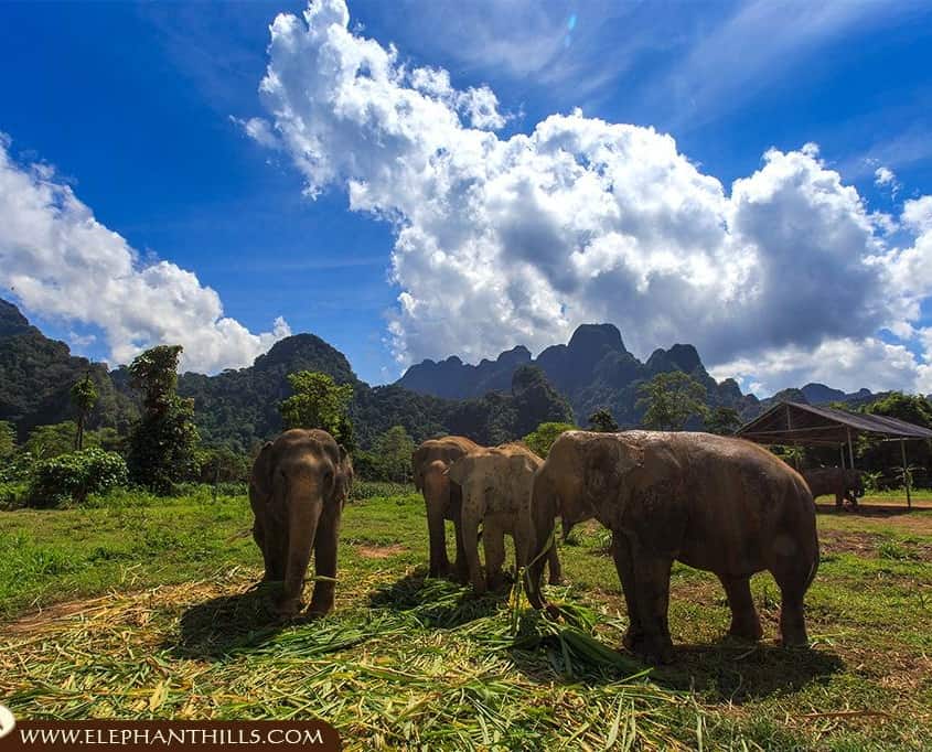 Discover the Magic of Elephant Hills