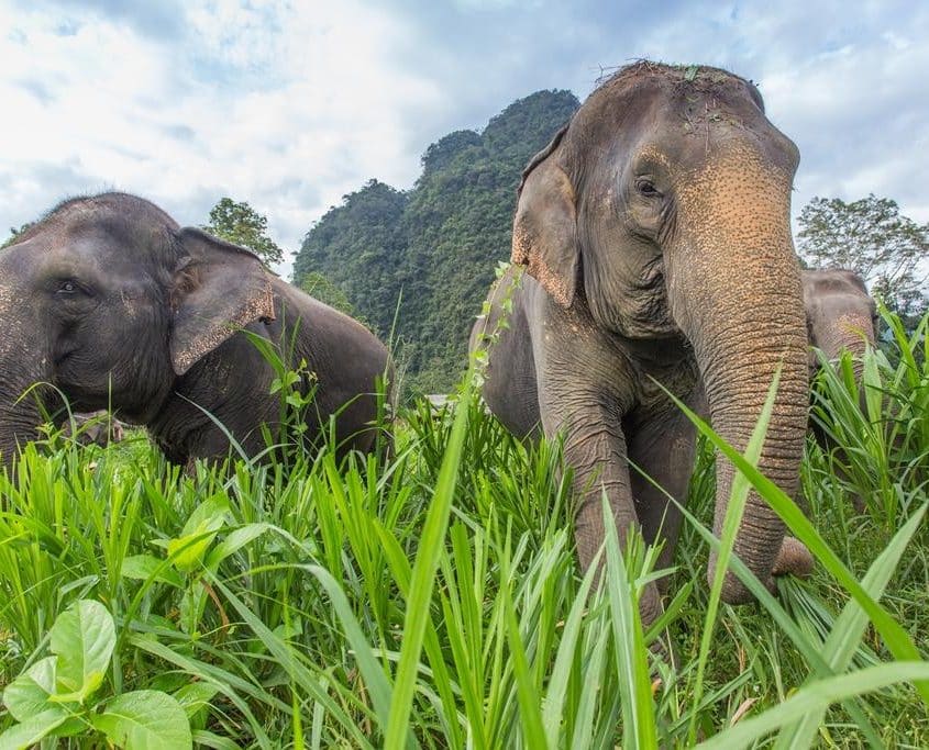 Elephant 61