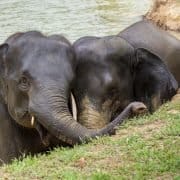 Elephant 8