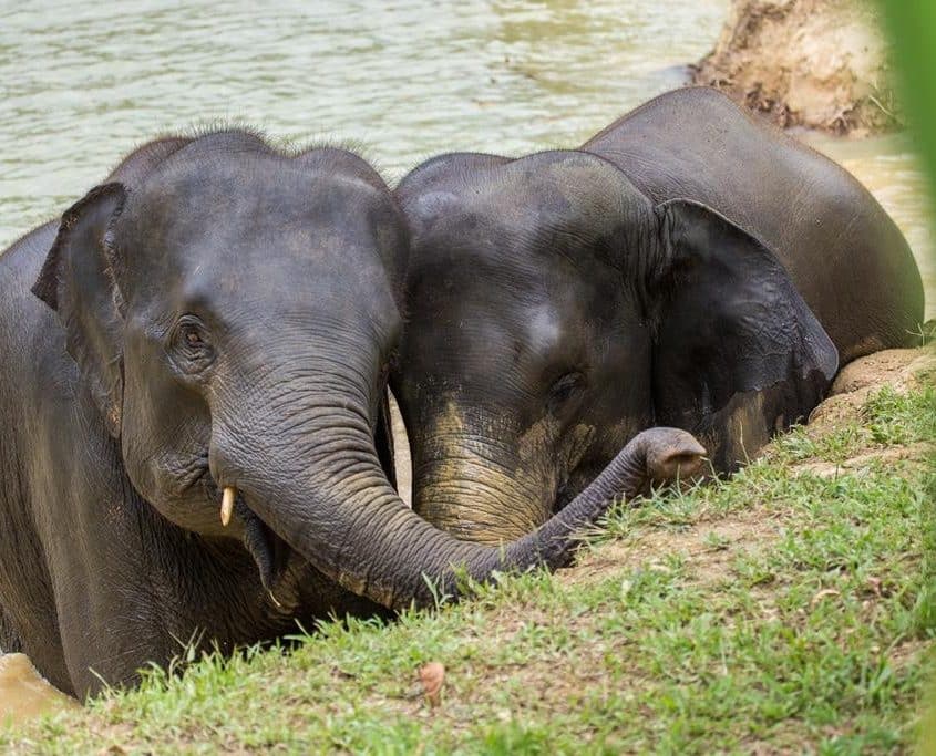 Elephant 8