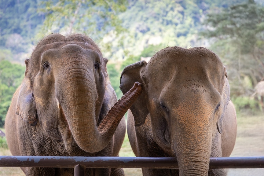 Elephant TEC