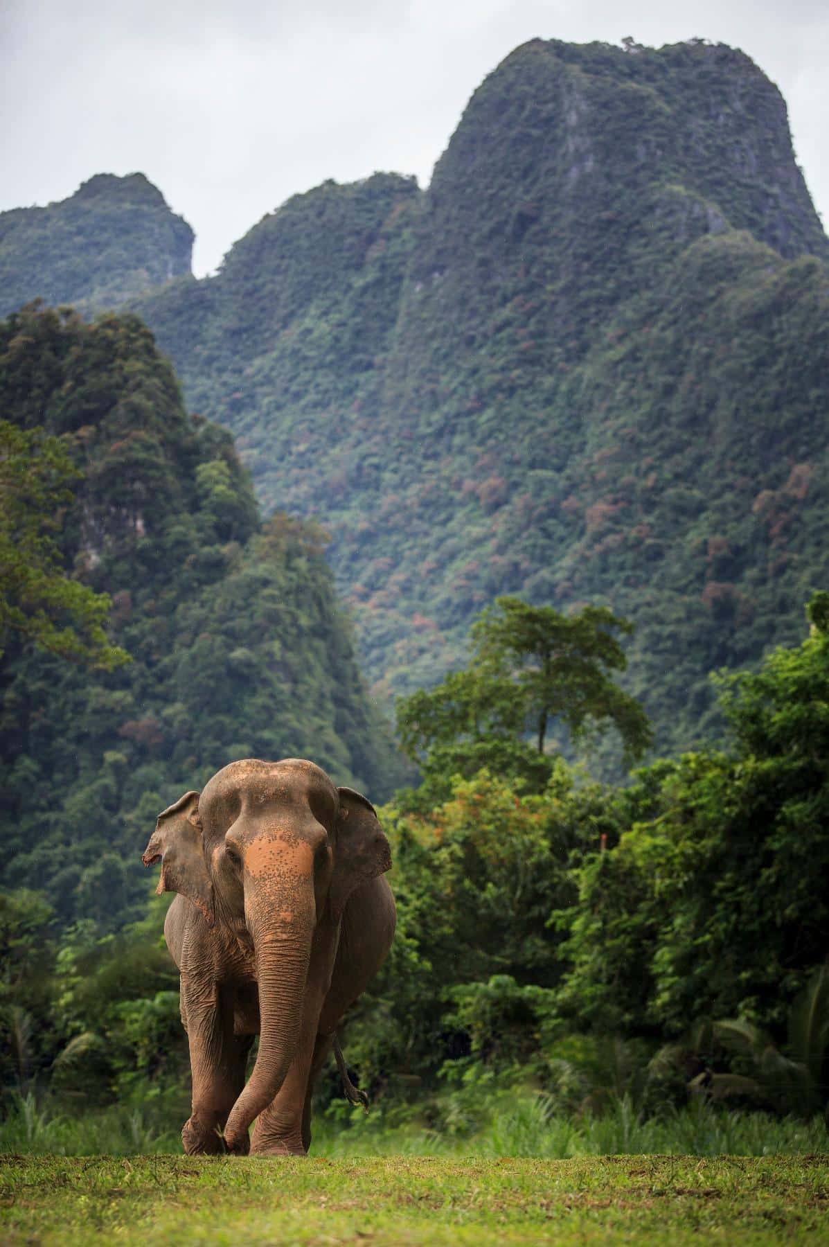 Elephant