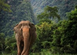 Elephants