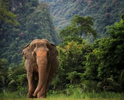 Elephants