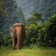 Elephants