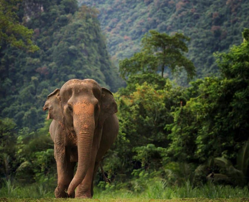 Elephants