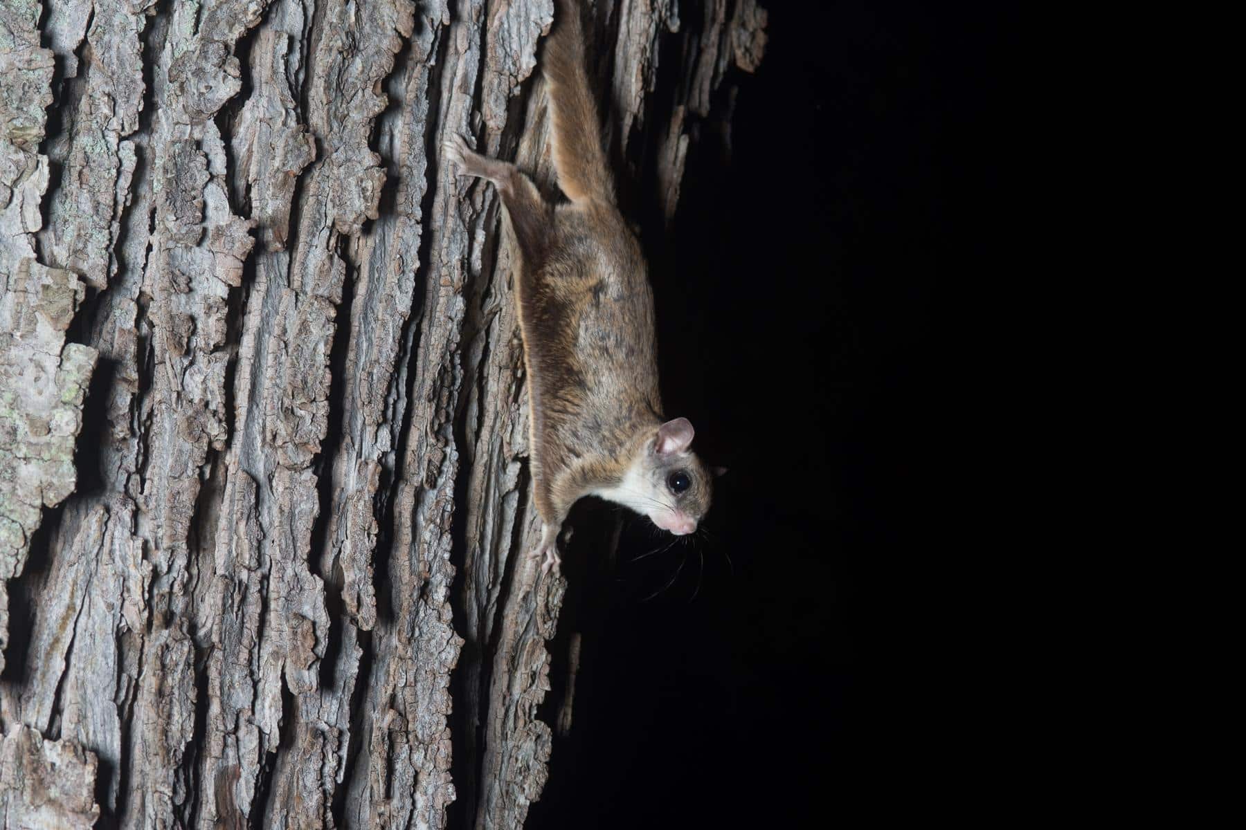 FlyingSquirrel