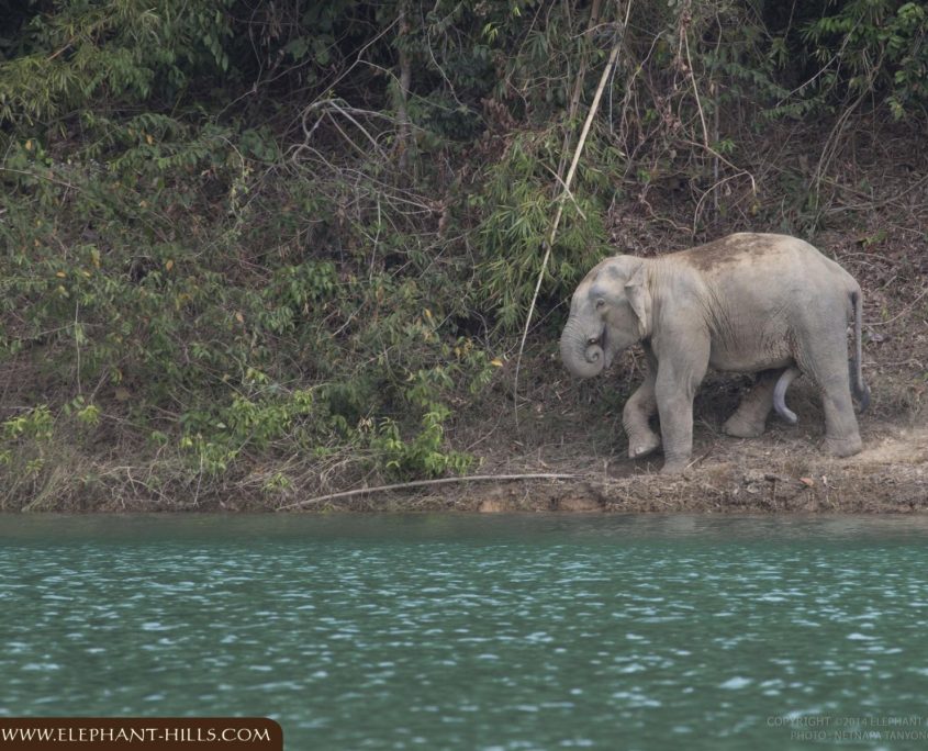 FON FB 003 Wild elephant we met then during the trip to correct camera trap