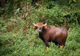 Gaur looks at camera in Khao Sok National Park.