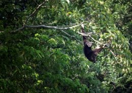 Gibbon