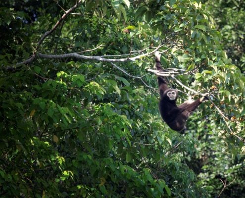 Gibbon