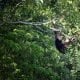 Gibbon