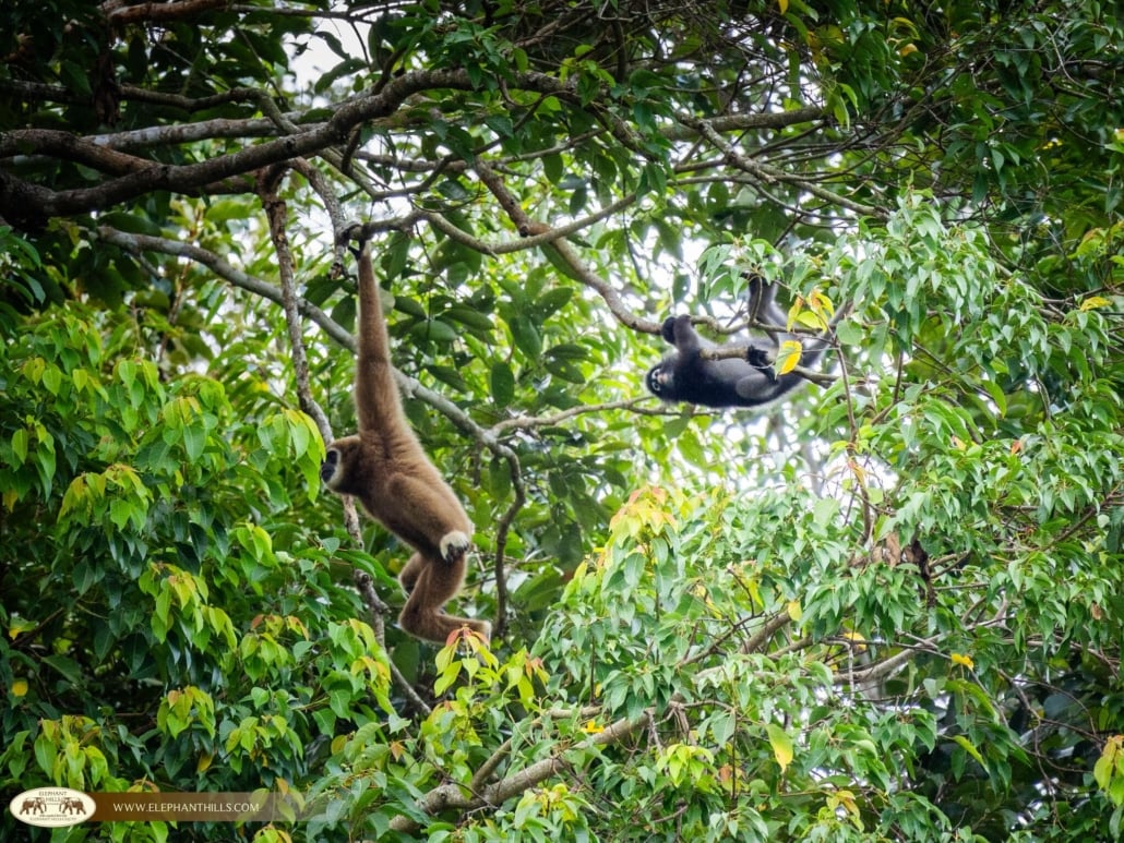 Gibbon Couples Playing