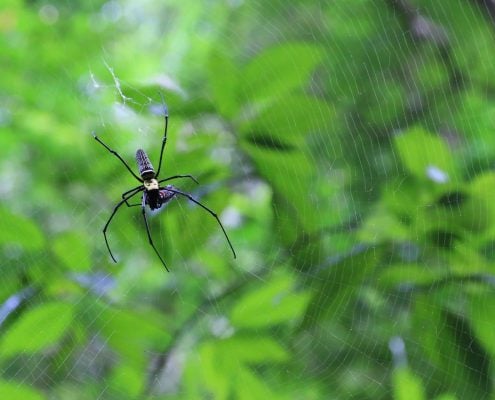 GoldenOrbWebSpider 2