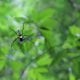 GoldenOrbWebSpider 2