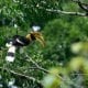 The Soundtrack of the Rainforest