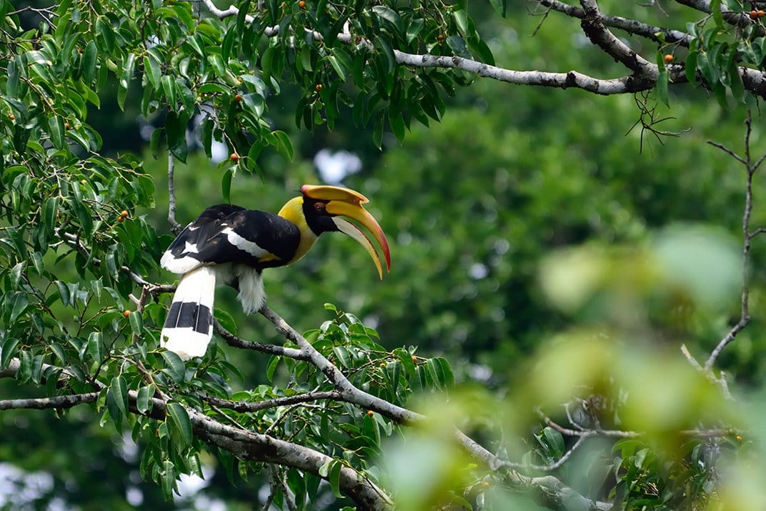 The Soundtrack of the Rainforest